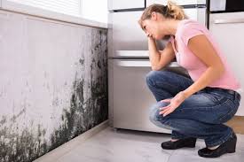 Professional Mold Remediation in Fort Lauderdale, FL